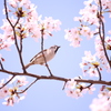 桜と雀。