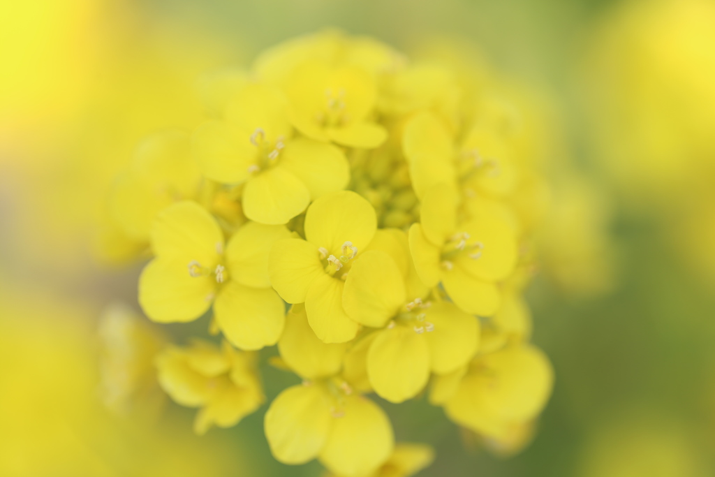 菜の花