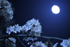 月夜に咲く。