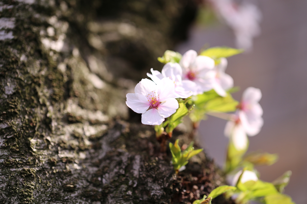 胴吹き桜。