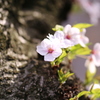 胴吹き桜。