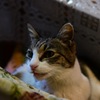 愛猫 みーちゃん
