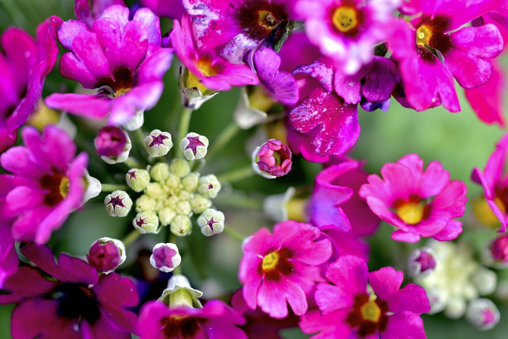 なんというお花でしょうか？