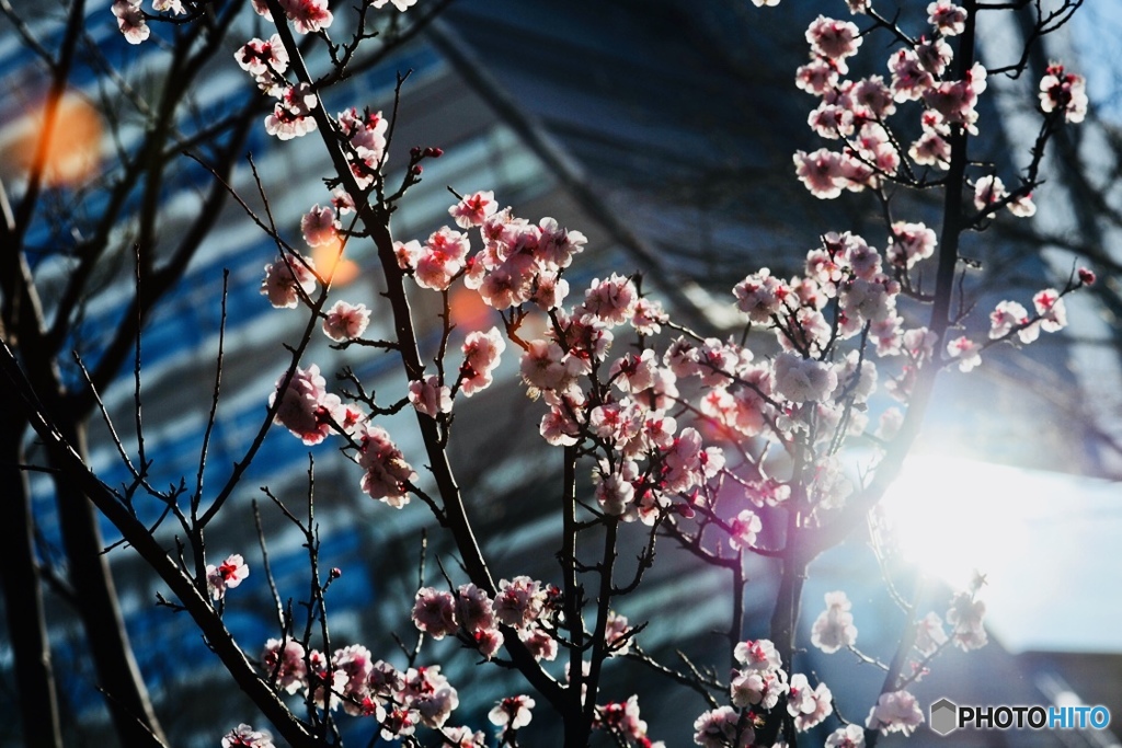 輝け！なんとか桜‼︎