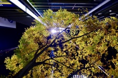 黄色に光る銀座