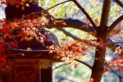 紅い