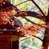 紅い