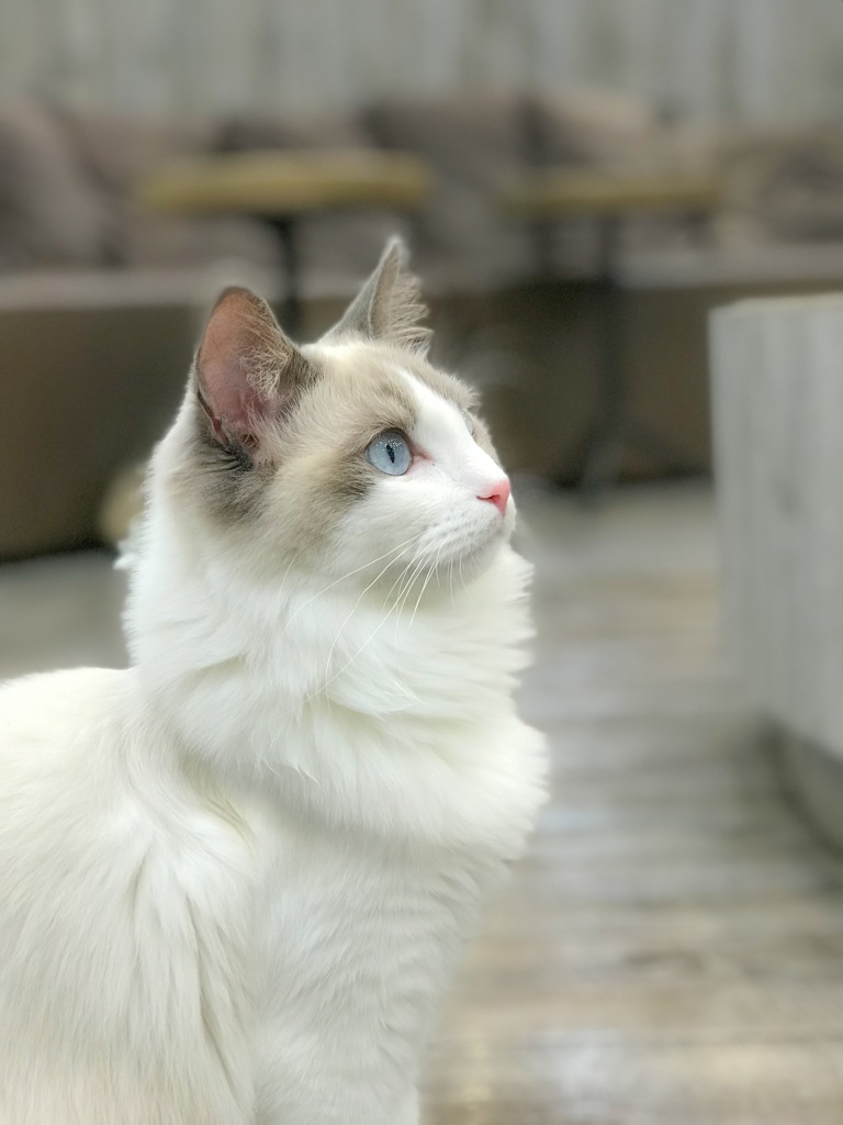 ふわふわもこもこ