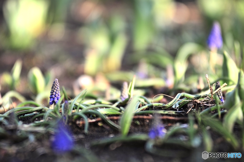 こびとの森