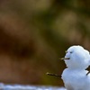 初雪だるま
