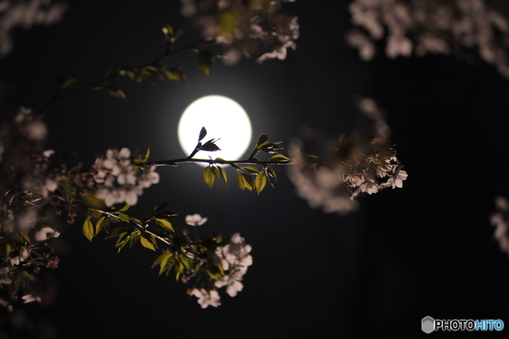 月夜桜