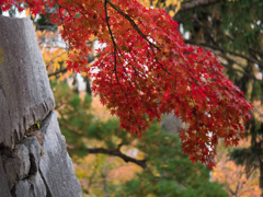 石垣と枝垂れ紅葉