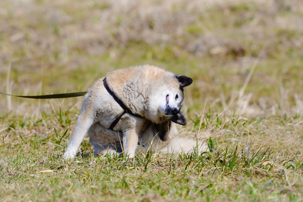 踏ん張る犬