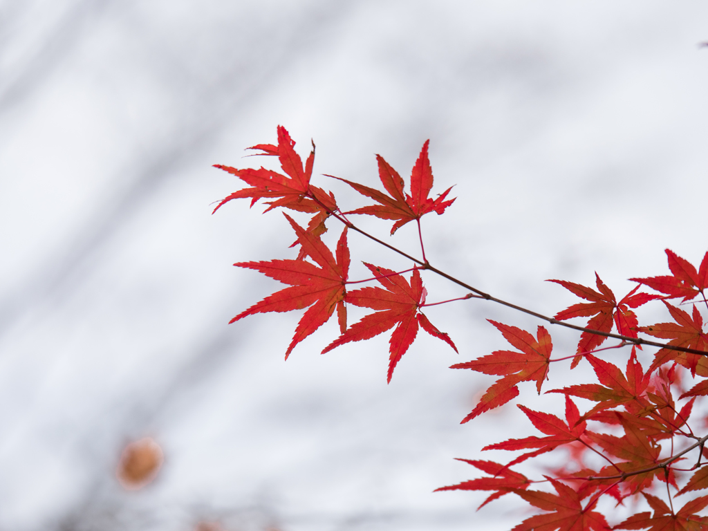 曇天の紅葉