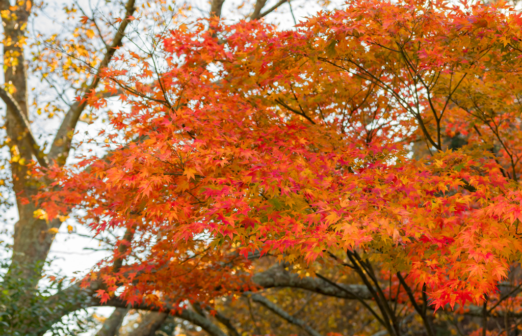 紅葉