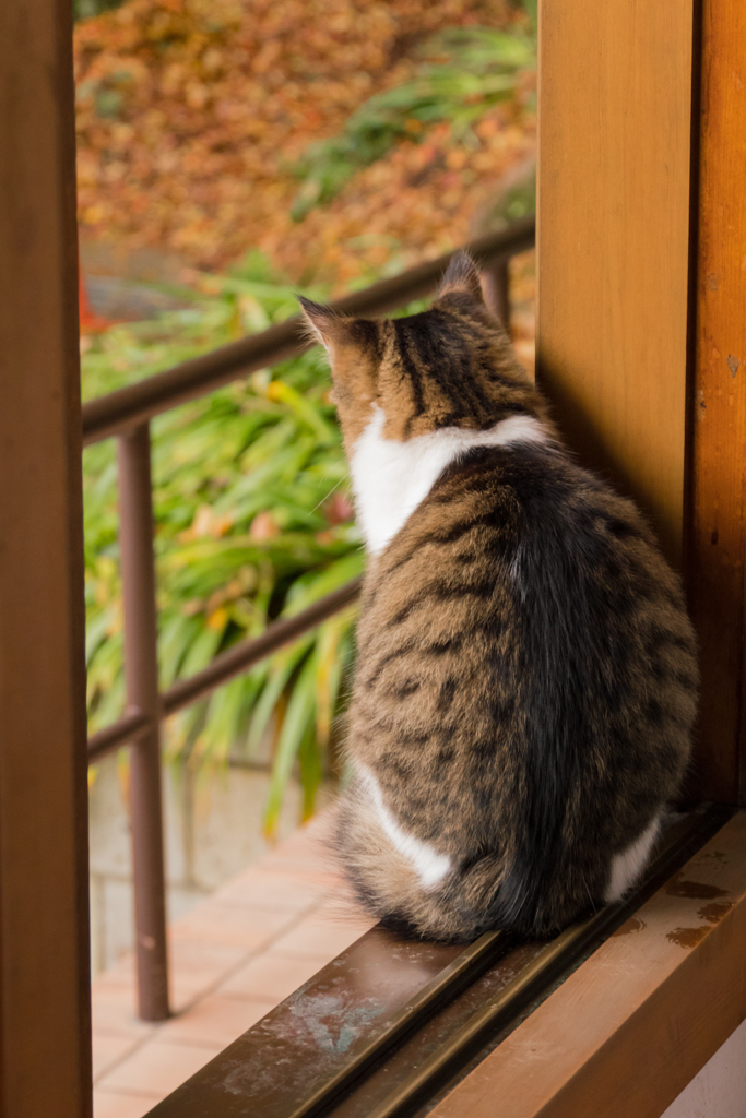 紅葉を眺める猫