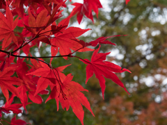 紅葉