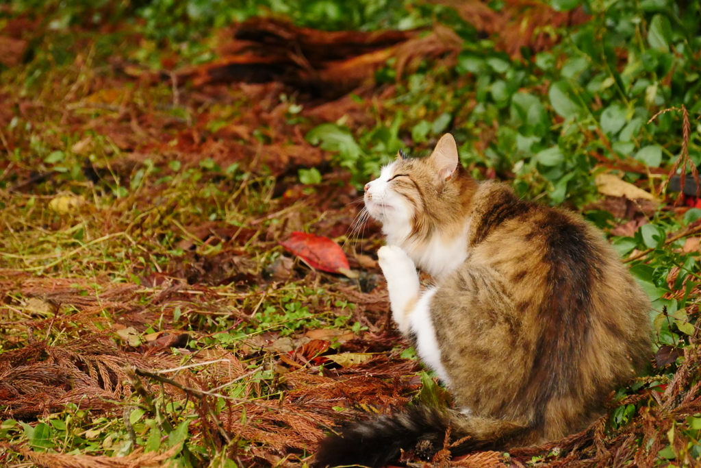 猫と落葉