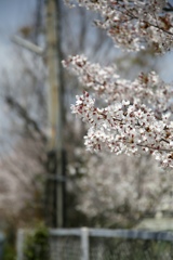 おっさんぽ 桜