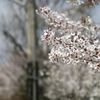 おっさんぽ 桜