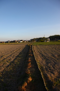 今の時期の畑は、ちと寂しい