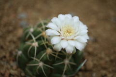 サボテンの花って綺麗なのね3