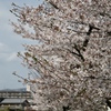 おっさんぽの桜