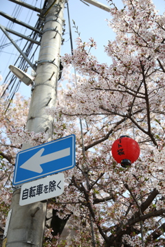 色んな所に咲きますね〜