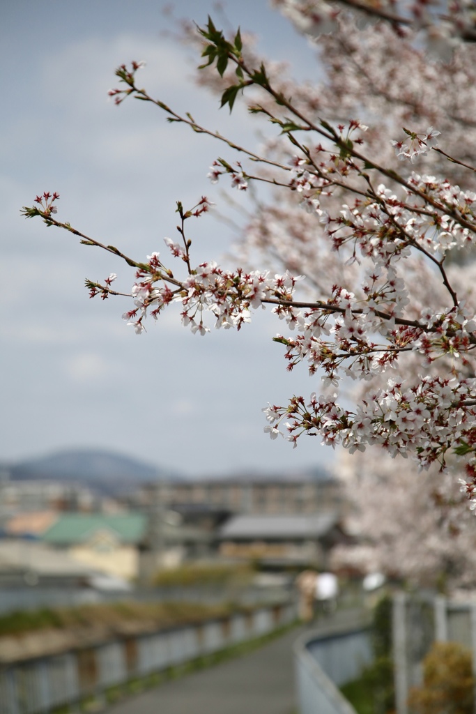 おっさんぽ 桜