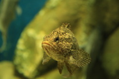 ぎょっ（魚）！