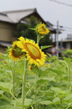 上向き加減