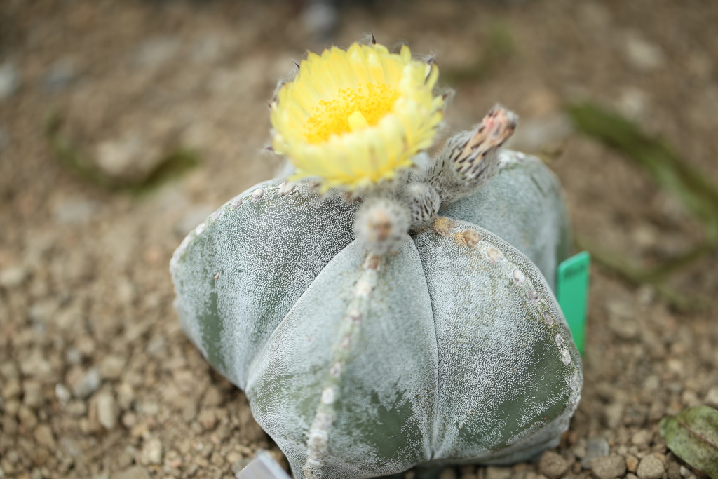 サボテンの花って綺麗なのね5