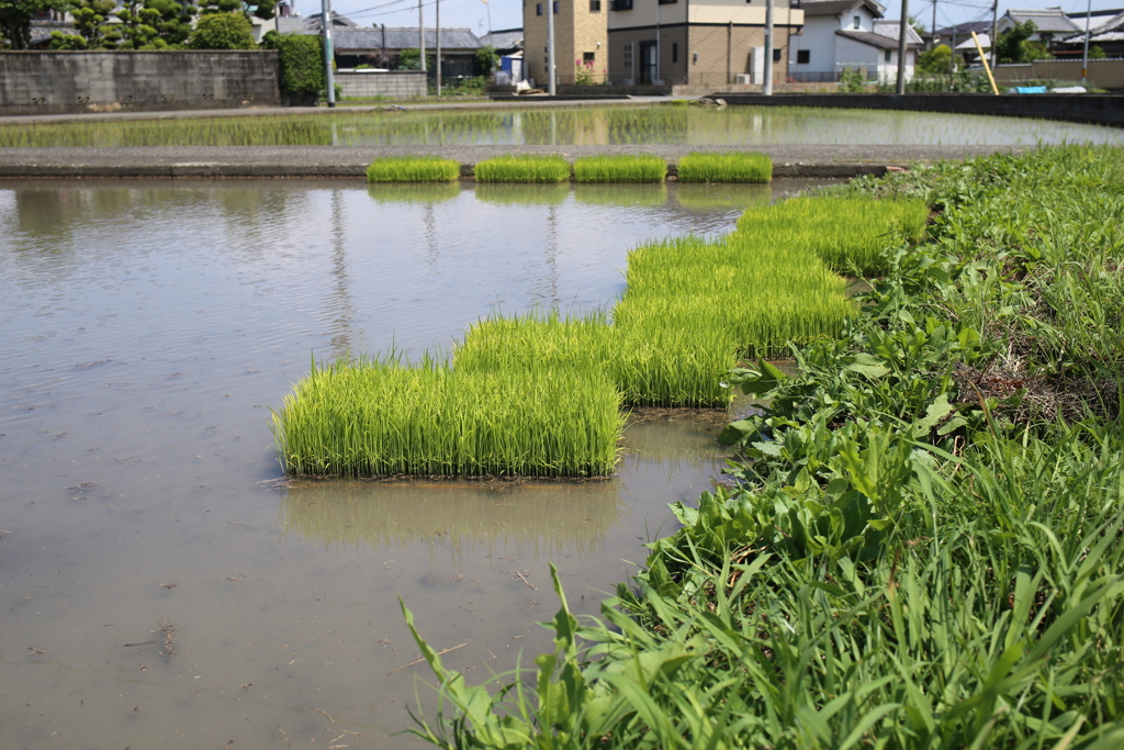 さぁ、田植えの時期だ