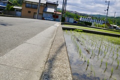 道路と田んぼ