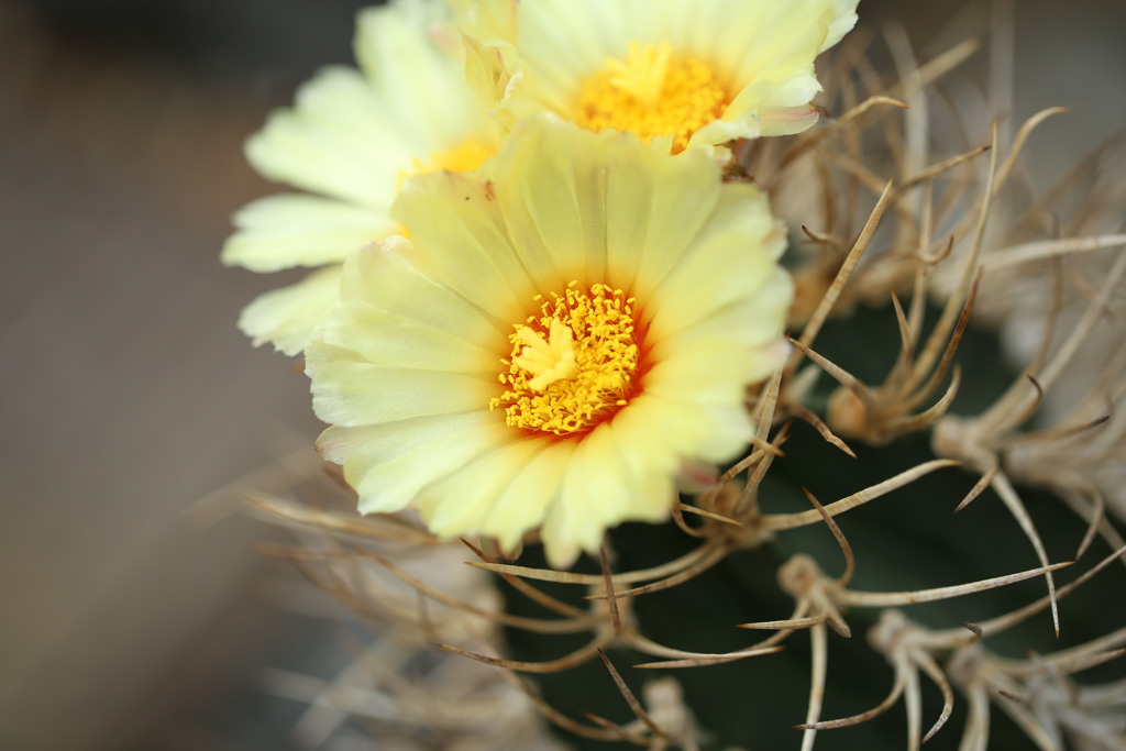 サボテンの花って綺麗なのね