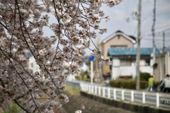 おっさんぽ 桜