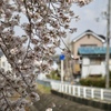 おっさんぽ 桜