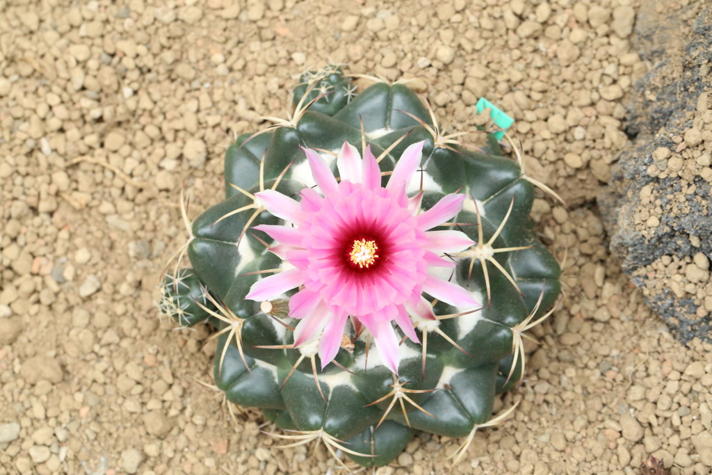 サボテンの花って綺麗なのね2