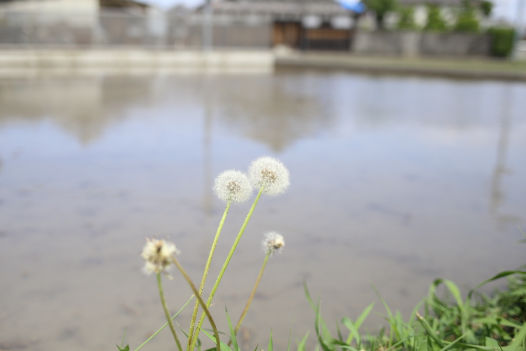 どっちが先に、飛ばされるやろね