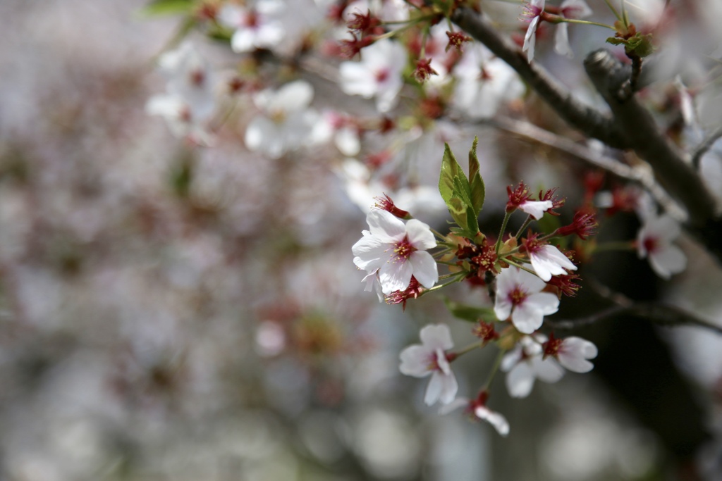 おっさんぽ 桜〜