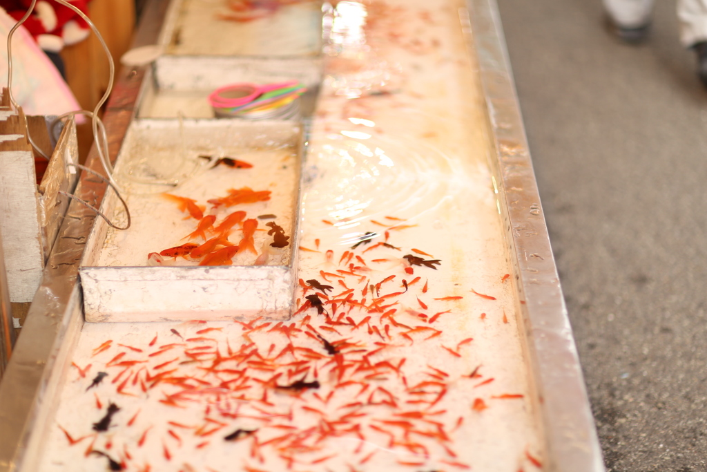 昔ながらの金魚釣り