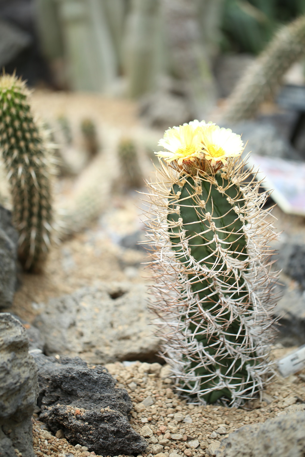 サボテンの花って綺麗なのね4