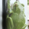 カエル様