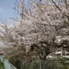 おっさんぽ 桜