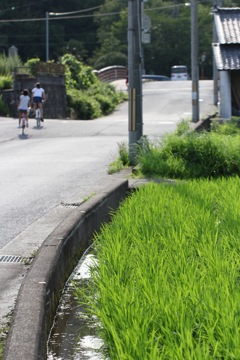 田んぼの帰り道