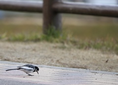 餌探し