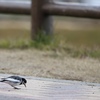 餌探し