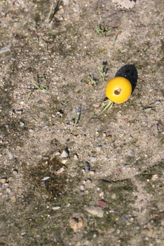 鳥に食べられてしまった