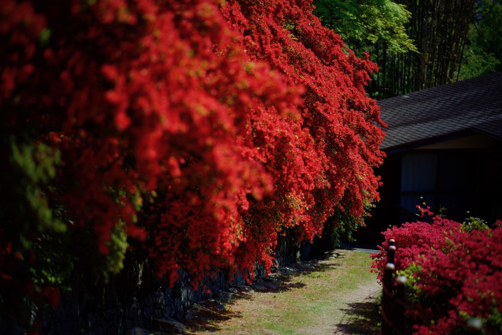 crimson wall