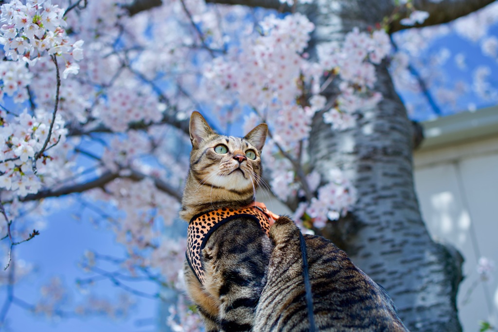 お花見散歩